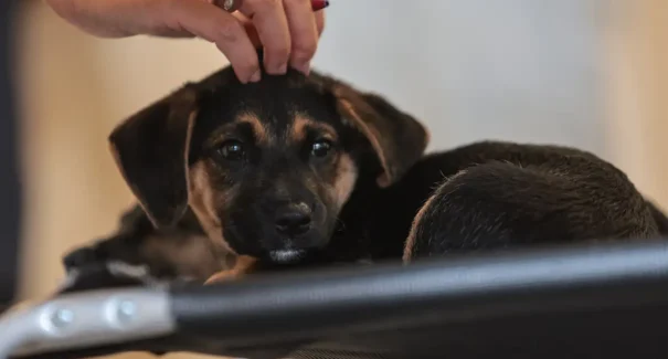 Nova legislação oficializa guarda compartilhada de animais de estimação