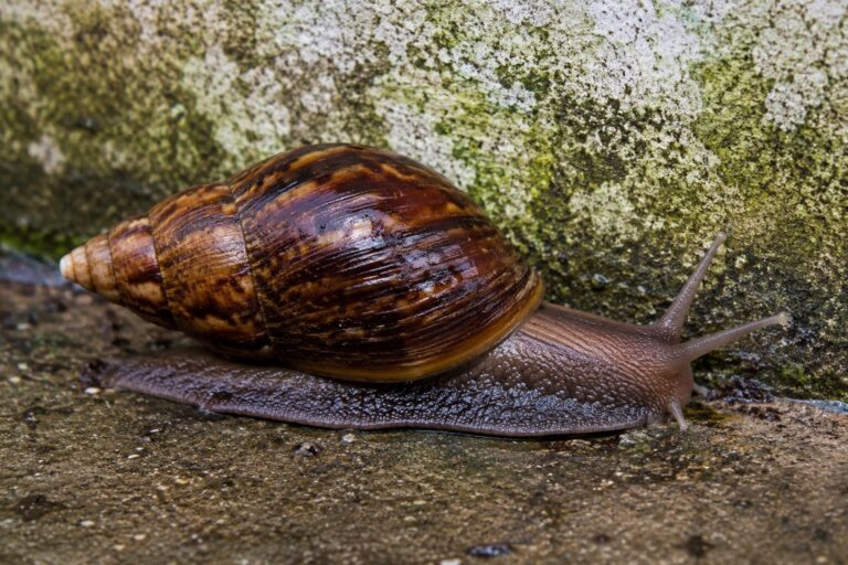 Caramujo africano: entenda quais os perigos e o que fazer ao se deparar com o bicho