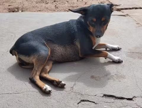 Cadela morre atropelada após carro invadir calçada em Imperatriz