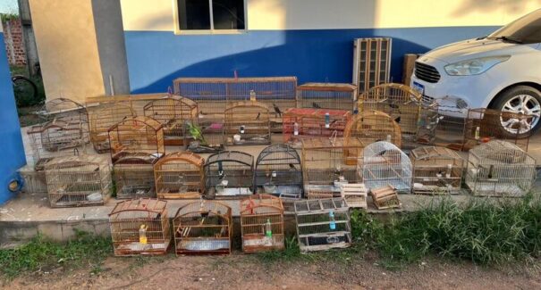 Ibama apreende 32 aves e combate tráfico de animais no Maranhão
