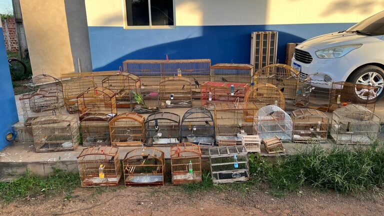 Aves apreendidas no Maranhão eram mantidas ilegalmente em cativeiro - Foto: Divulgação/Ibama  