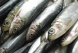 Mortandade de peixes na Praia do Outeiro mobiliza fiscalização em Cedral