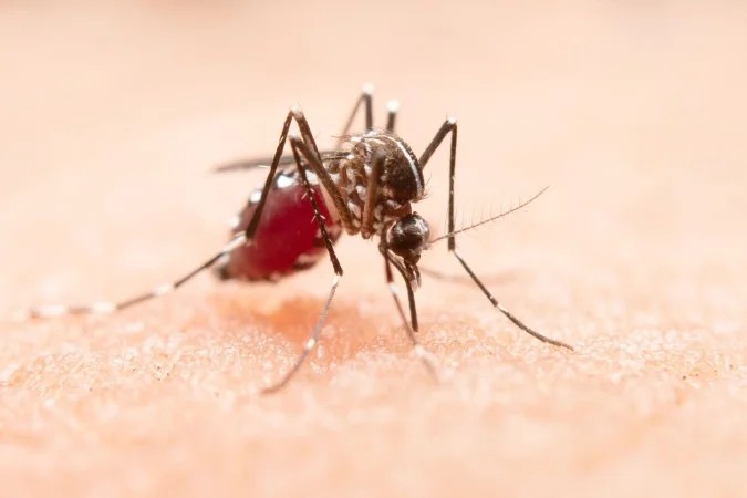 Por que os mosquitos picam mais algumas pessoas do que outras?