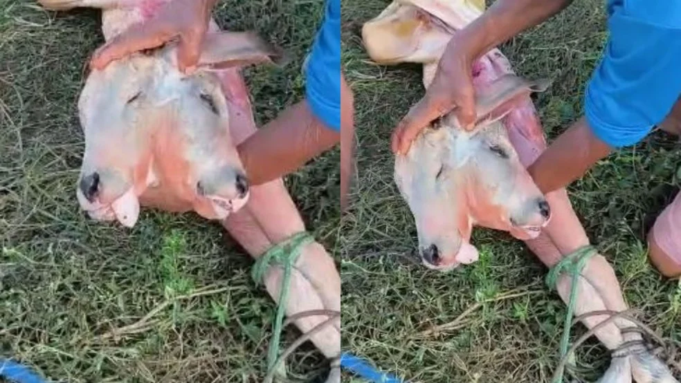 No Maranhão, bezerro nasce com duas cabeças e acende alerta para cuidados na gestação bovina