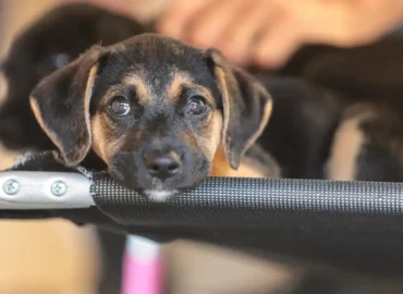 Exercício ilegal da medicina veterinária passa a ser crime no Brasil