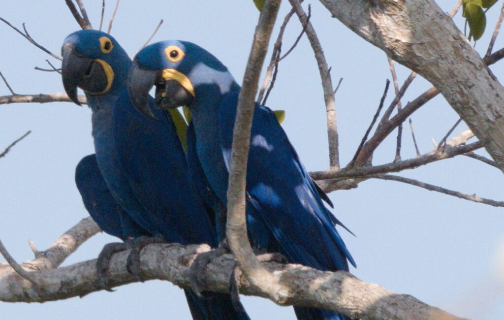 Está chegando a maior contagem simultânea de araras-azuis na natureza (Foto: Divulgação)