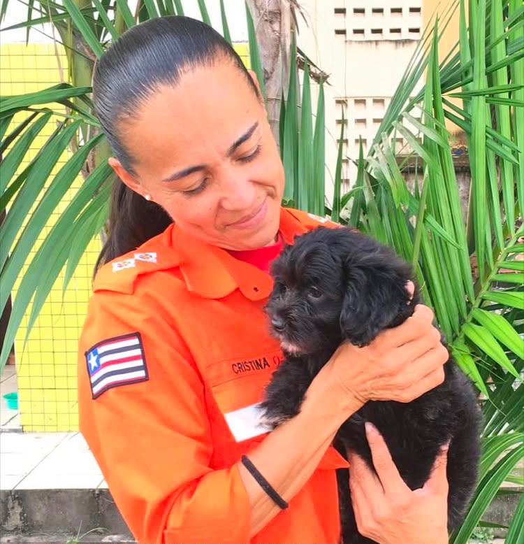 Protetores relatam desafios na proteção animal em São Luís
