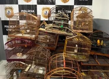 Polícia Civil apreende 28 aves silvestres em cativeiro, em Raposa