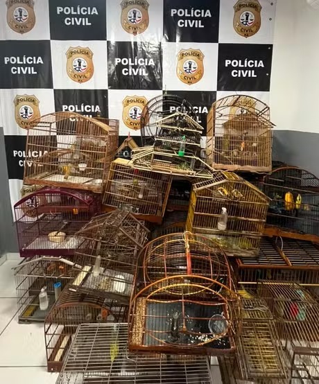 Polícia Civil apreende 28 aves silvestres em cativeiro, em Raposa