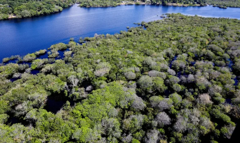 Alertas de desmatamento na Amazônia registram queda de 35% no mês de junho