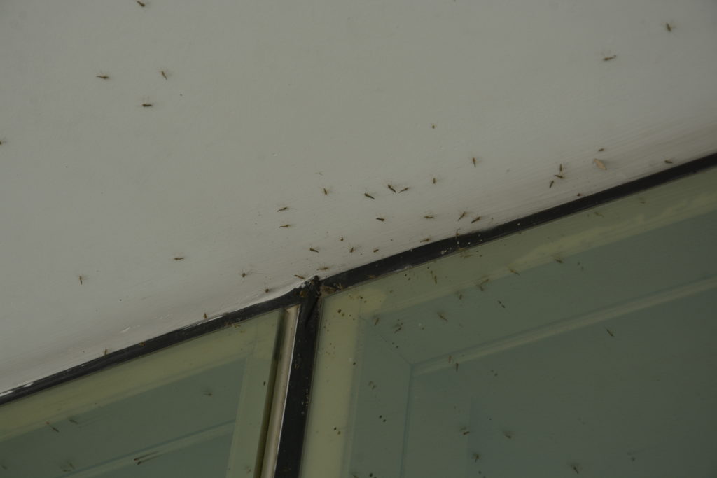 Mosquitos invadem prédios na região da Lagoa e Ponta d'Areia. Foto: Honório Moreira/O Imparcial